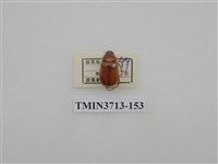 藏品(金龜子科)的圖片